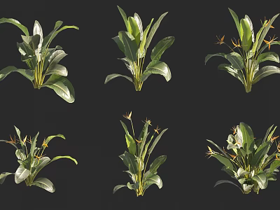 Different Types Of Green Plants Featuring Broad Leaves And Small Yellow Flowers 3d model