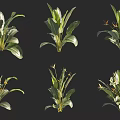 Different Types Of Green Plants Featuring Broad Leaves And Small Yellow Flowers