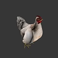 Game Movie Character White Chicken With Red Comb And Green Background