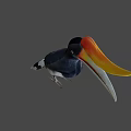 Colorful Flying Bird With Large Yellow Orange Beak And Black Body