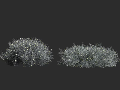 Lush Green Shrub With Small White Flowers In Outdoor Garden Landscape 3d model