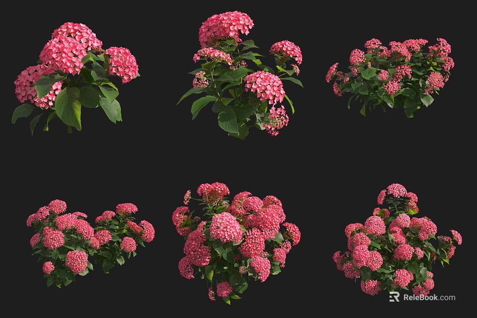 Vibrant Pink Hydrangea Shrubs Blooming with Lush Green Foliage in Garden Landscaping 3d model 