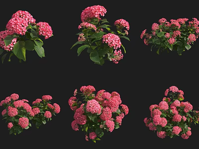 Vibrant Pink Hydrangea Shrubs Blooming with Lush Green Foliage in Garden Landscaping 3d model