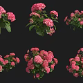 Vibrant Pink Hydrangea Shrubs Blooming with Lush Green Foliage in Garden Landscaping