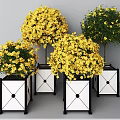 Round Crown Trees With Yellow Flowers In Black White Square Planters And Geometric Patterns
