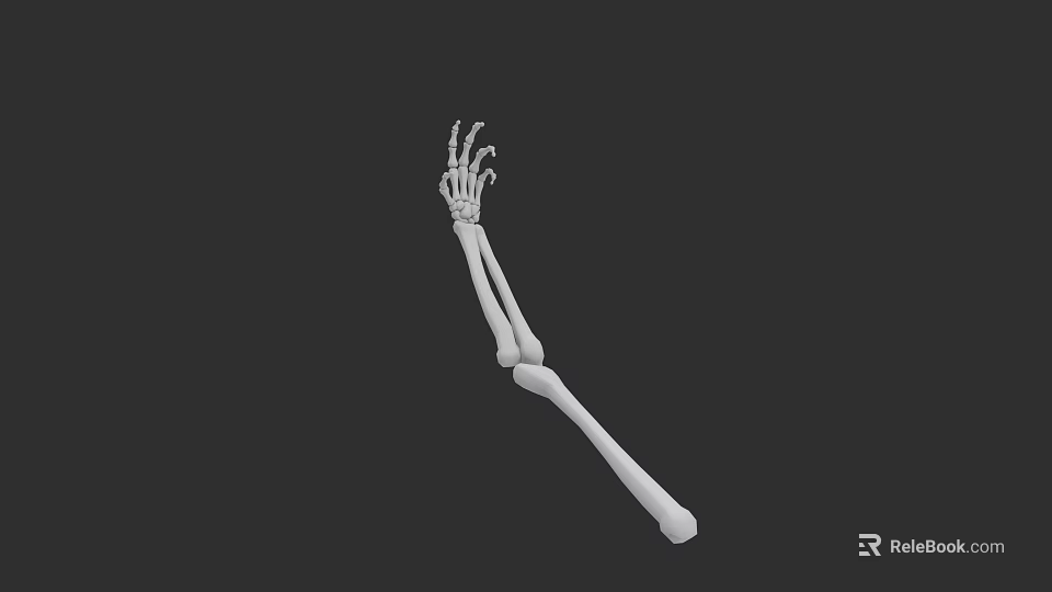 Human Arm Skeleton Bones Structure 3D Model Anatomical Detailed White Isolated Black Background 3d model 