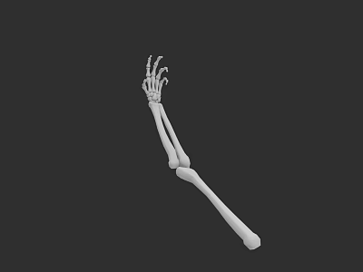 Human Arm Skeleton Bones Structure 3D Model Anatomical Detailed White Isolated Black Background 3d model