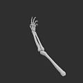 Human Arm Skeleton Bones Structure 3D Model Anatomical Detailed White Isolated Black Background 3d model