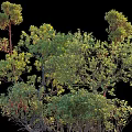 Lush Green Shrubs With Vibrant Foliage And Dense Branches In Natural Garden Setting