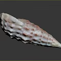 Pink And White Sea Snail Shell With Bumpy Ridges On Dark Background Showing Reflection 3d model