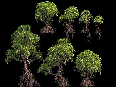 Green Mangrove Trees With Exposed Roots And Various Sizes On Black Background 3d model
