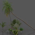 Tropical Palm Trees And Lush Green Plants In Natural Garden Landscape Setting