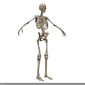 Human Skeleton Arm And Leg Bones Anatomical Model With Detailed Structure 3d model