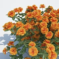 Abundant Blooming Orange Flowers With Lush Green Leaves In Vibrant Garden