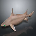 Light Brown Shark with Green Eyes in 3D Model on Dark Background