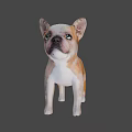Realistic 3D Model of Brown and White French Bulldog Puppy Standing