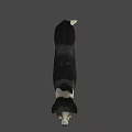 Realistic Game Movie Character Dog With Black White Coat Standing Pose