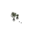 Bonsai Potted Plants with Lush Green Leaves in White Ceramic Pots for Indoor Decorative