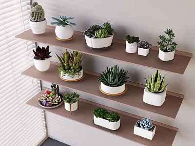 Bonsai and Potted Plants on Wooden Shelves with White Pots and Various Succulents Indoor 3d model