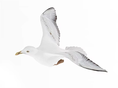 Artistic Seagull Painting In Flight With White Feathers Black Wing Tips And Yellow Beak 3d model