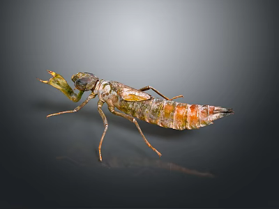 Praying Mantis Nymph With Detailed Brown Green Body And Long Legs On Dark Background 3d model