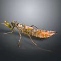 Praying Mantis Nymph With Detailed Brown Green Body And Long Legs On Dark Background