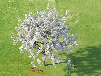 Tree With White Flowers On Green Grass 6 Meters Height 12 to 15cm Trunk Diameter 3d model