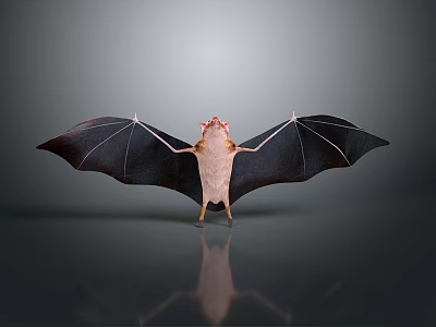 Bat With Spread Black Wings Light Colored Body And Red Head On Dark Background 3d model