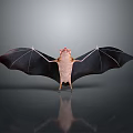 Bat With Spread Black Wings Light Colored Body And Red Head On Dark Background