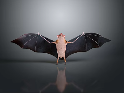 Bat With Spread Black Wings Light Colored Body And Red Head On Dark Background 3d model
