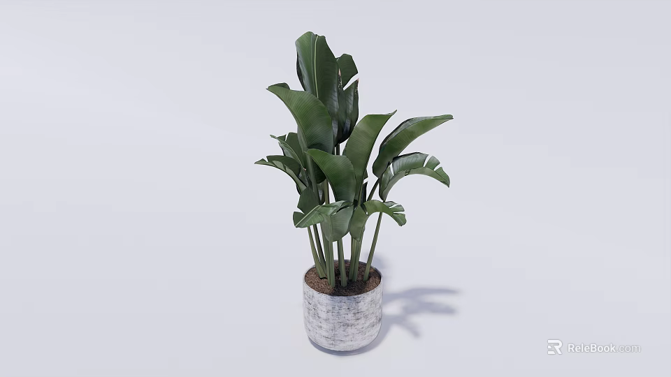 Lush Green Potted Plant With Large Leaves In Gray Textured Ceramic Pot 3d model 