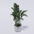 Lush Green Potted Plant With Large Leaves In Gray Textured Ceramic Pot