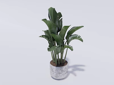 Lush Green Potted Plant With Large Leaves In Gray Textured Ceramic Pot 3d model
