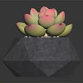 Geometric Gray Planter with Pink Green Succulent Plant on Black Glossy Surface with White Pebbles
