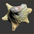 Yellowish White Conch Shell With Unique Spiral Shape And Textured Surface On Smooth Reflective Surface