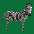 Zebra Standing On Green Background With Full Body Isolated View 3d model