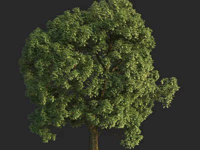 Vibrant Green Arbor With Full Lush Foliage In Natural Outdoor Setting 3d model
