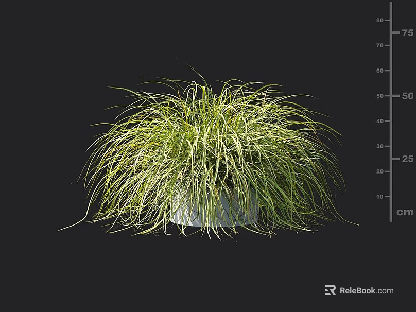 Green Grass with Slender Leaves and Fluffy Appearance in White Flowerpot on Black Background 3d model 