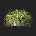 Green Grass with Slender Leaves and Fluffy Appearance in White Flowerpot on Black Background