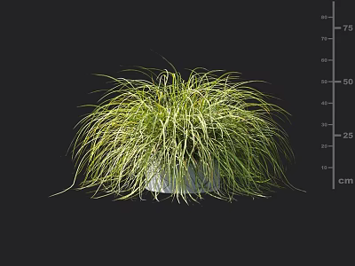 Green Grass with Slender Leaves and Fluffy Appearance in White Flowerpot on Black Background 3d model
