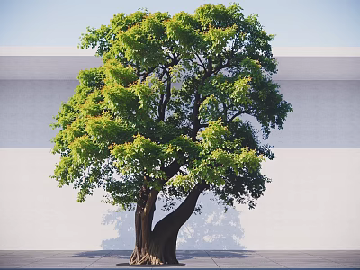 Lush Green Arbor with Thick Trunk Two Main Branches Against Light Wall and Blue Sky 3d model