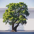 Lush Green Arbor with Thick Trunk Two Main Branches Against Light Wall and Blue Sky