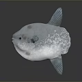 Grayish White Ocean Sunfish Aquatic Animal With Round Body And Spotted Skin