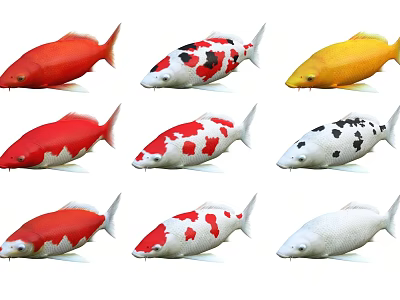Various Colored Koi Fish Displayed Together in Multiple Hues and Tones 3d model