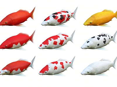 Modern Fish Koi Carp Fish Combination Red Yellow Koi Yellow Koi Fish Combination Japanese Koi model