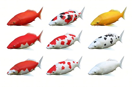 Modern Fish Koi Carp Fish Combination Red Yellow Koi Yellow Koi Fish Combination Japanese Koi 3d model