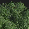 Tall Dense Green Bamboo Plants Growing With Person Silhouette Showing Height In Natural Background