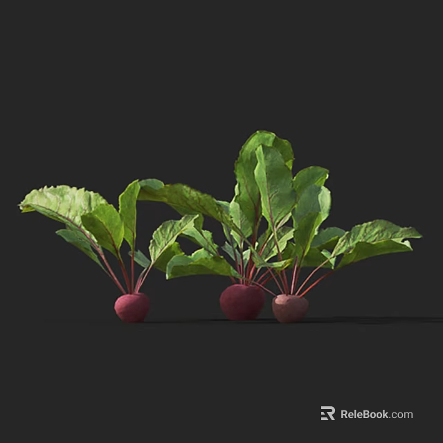 Fresh Beet Plants Featuring Red Roots And Lush Green Leaves 3d model 
