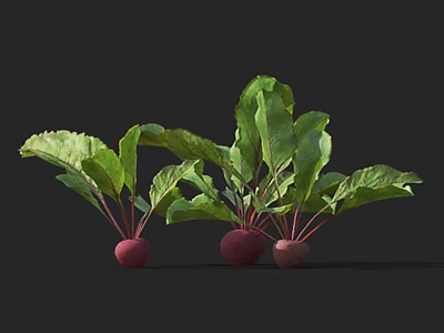 Fresh Beet Plants Featuring Red Roots And Lush Green Leaves 3d model