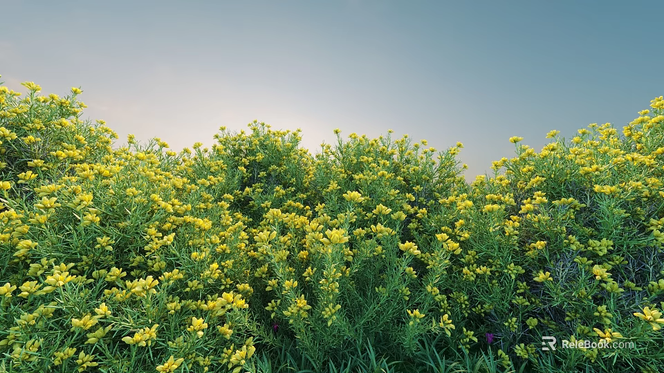 Lush Shrubs Covered with Yellow Flowers Under Sunlit Blue Sky Natural View 3d model 